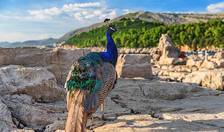 Lokrum peacock