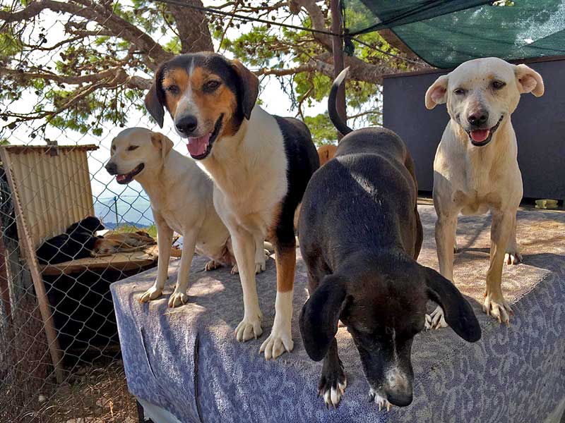 Zarkovica animal shelter dogs