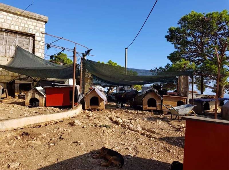 Zarkovica animal shelter houses