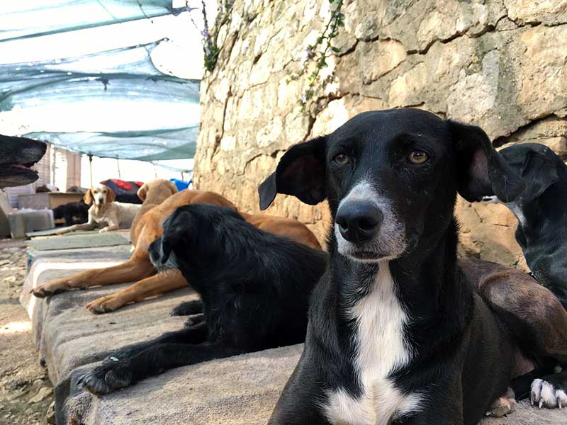 zarkovica animal shelter dubrovnik