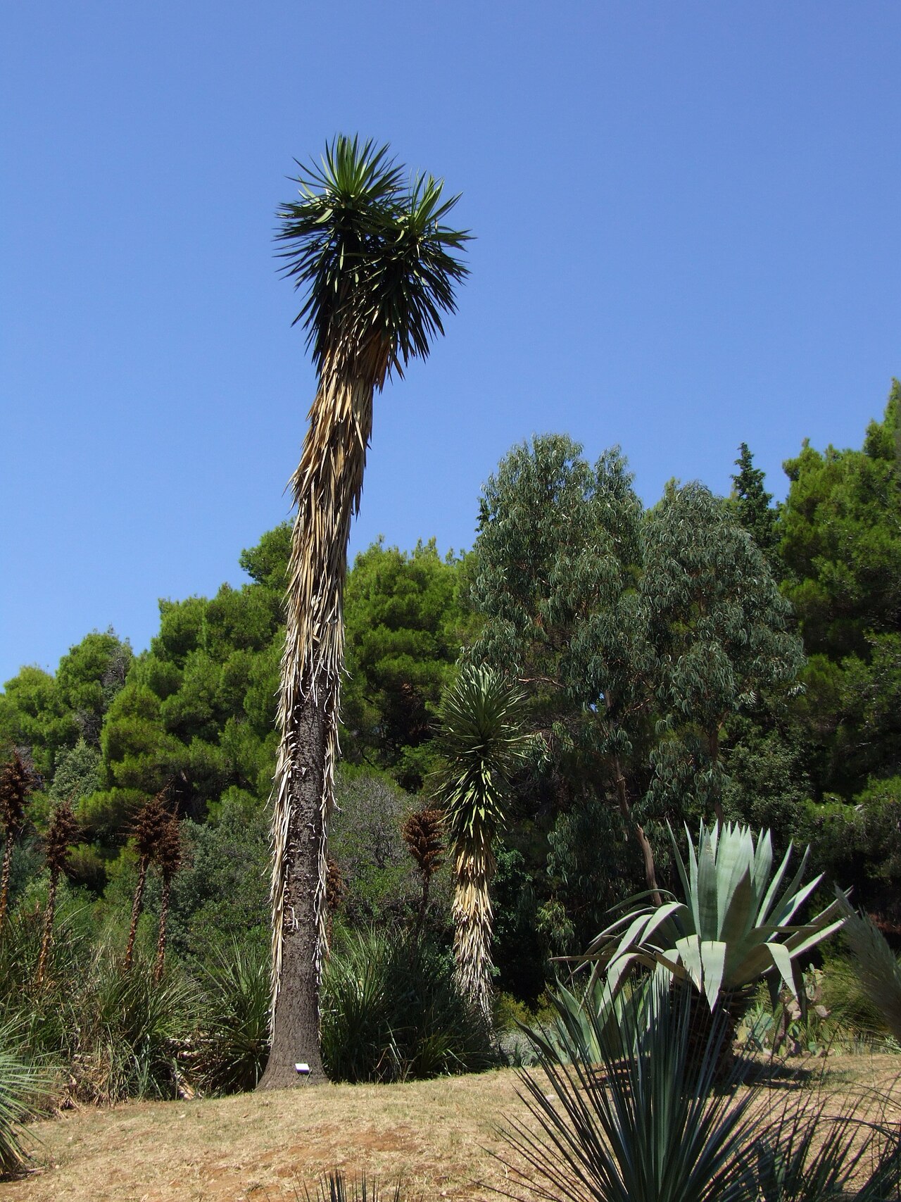 Botanical Garden, Dubrovnik